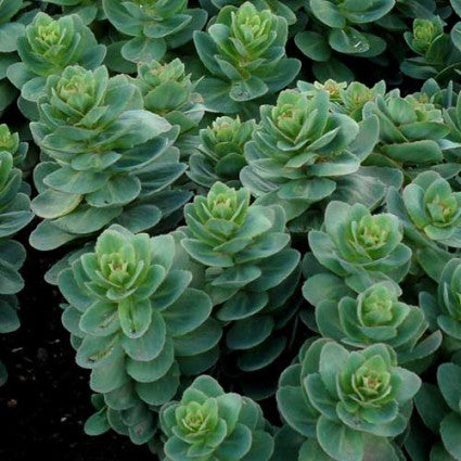 Sedum 'Rosetta'