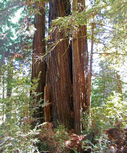 Sequoia sempervirens (aka Giant Coastal Redwood)