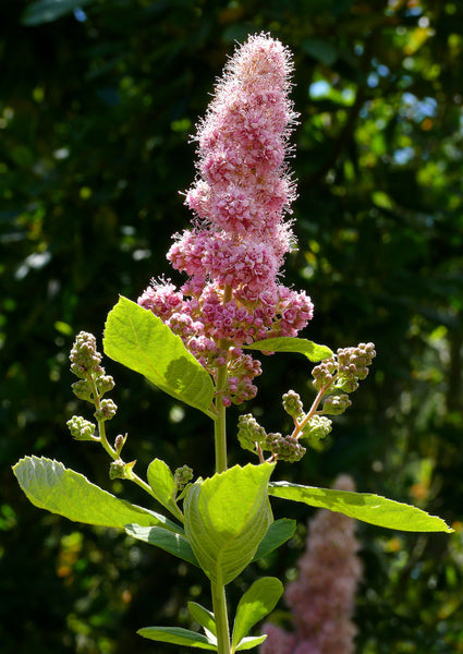 Spiraea douglasii