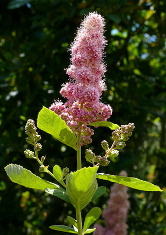 Spiraea douglasii