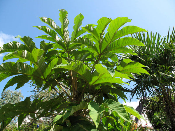 Tetrapanax papyrifer 'Steroidal Giant'