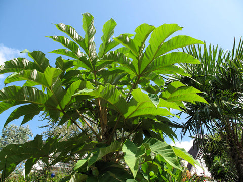 Tetrapanax papyrifer 'Steroidal Giant'