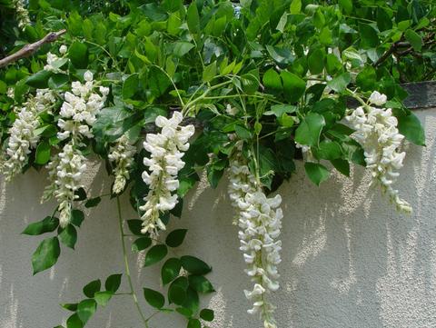 Wisteria 'Clara Mack'
